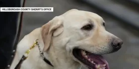 Former veteran service dog now helps Florida officers deal with stress and trauma